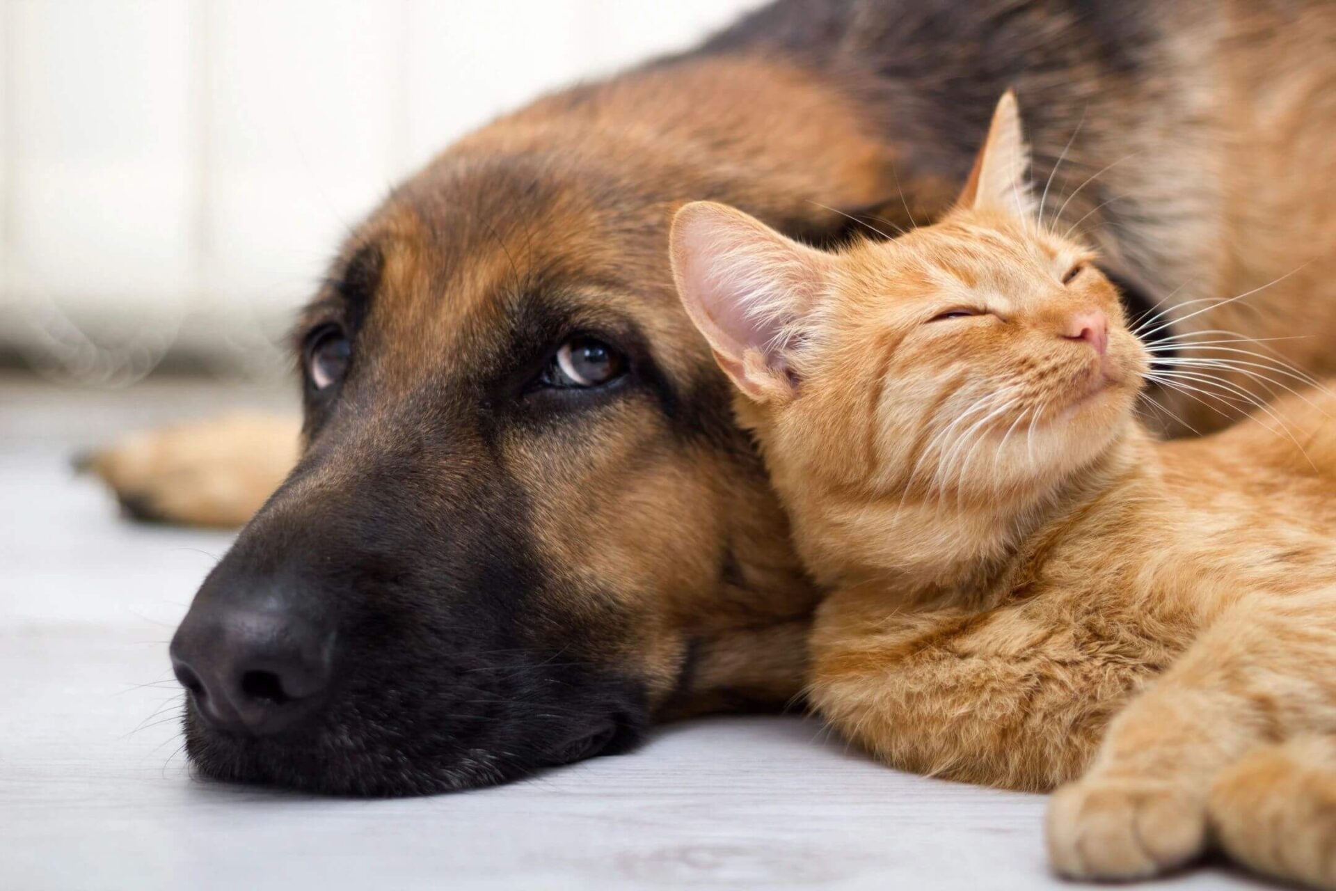 dog and cat